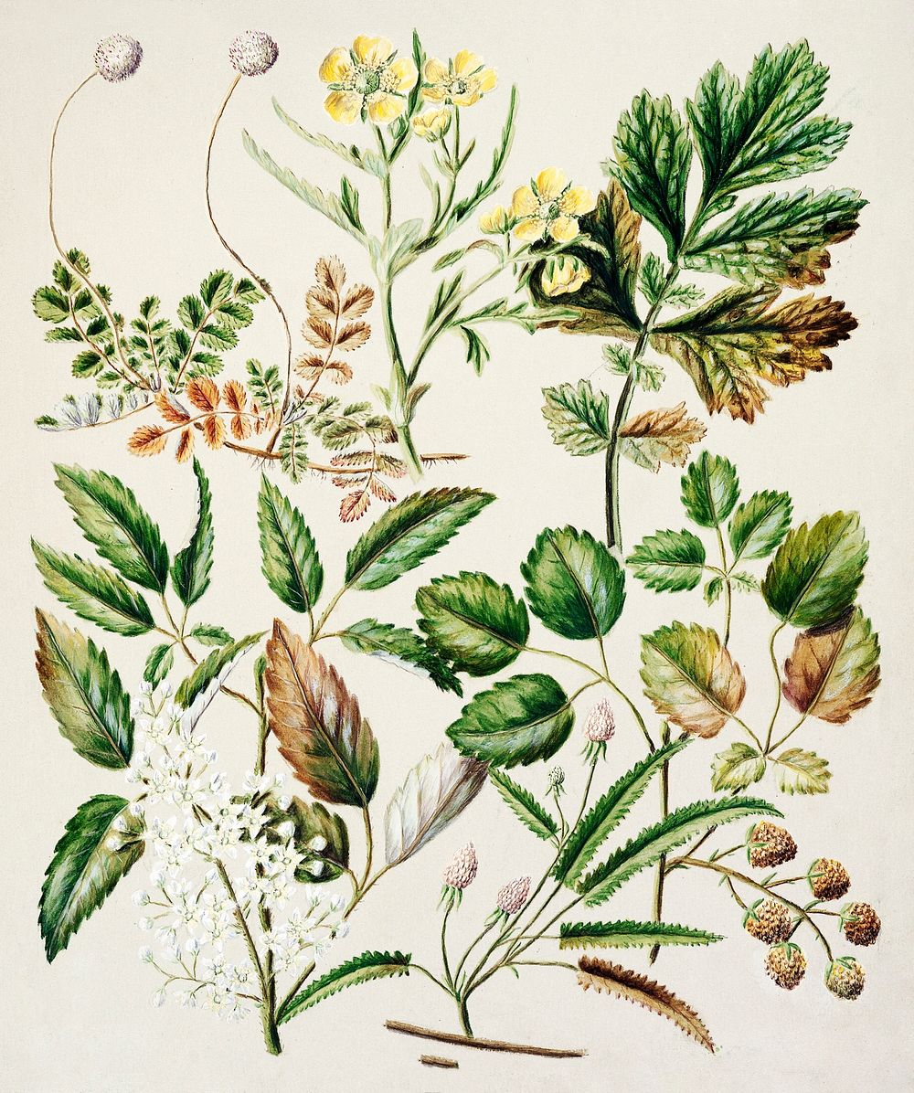 Antique plant Acaena sanguisorboe - Genn urbanum - R.australis - globra - R.parva - Rubens australis drawn by Sarah Featon…