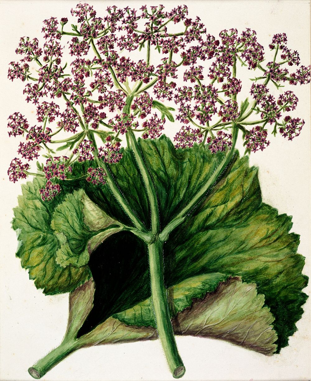 Antique plant drawn by Sarah Featon (1848&ndash;1927). Original from Museum of New Zealand. Digitally enhanced by rawpixel.