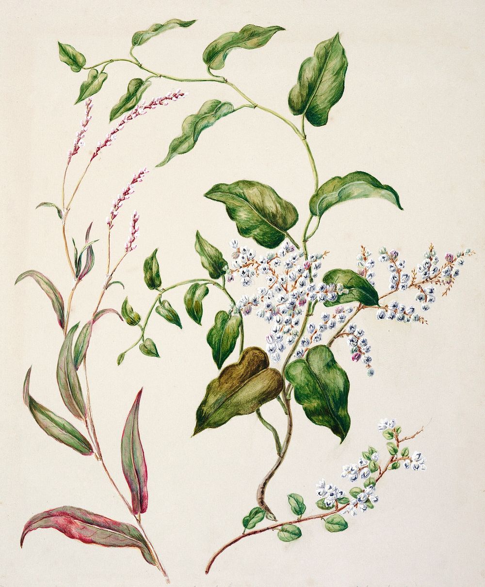 Antique plant Polygonum Minus - Muhlenbehia adpressa - Muhlenbehia compressa drawn by Sarah Featon (1848&ndash;1927).…