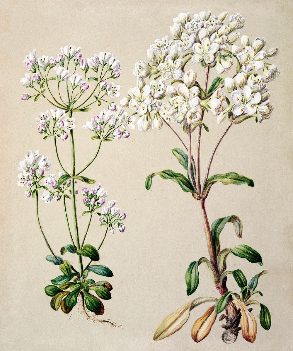 Antique plant Gentiana Pleurogynoides - Chatham Islands and Southland drawn by Sarah Featon (1848&ndash;1927). Original from…