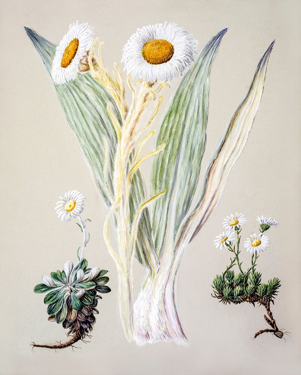 Antique plant White mountain musk drawn by Sarah Featon (1848&ndash;1927). Original from Museum of New Zealand. Digitally…