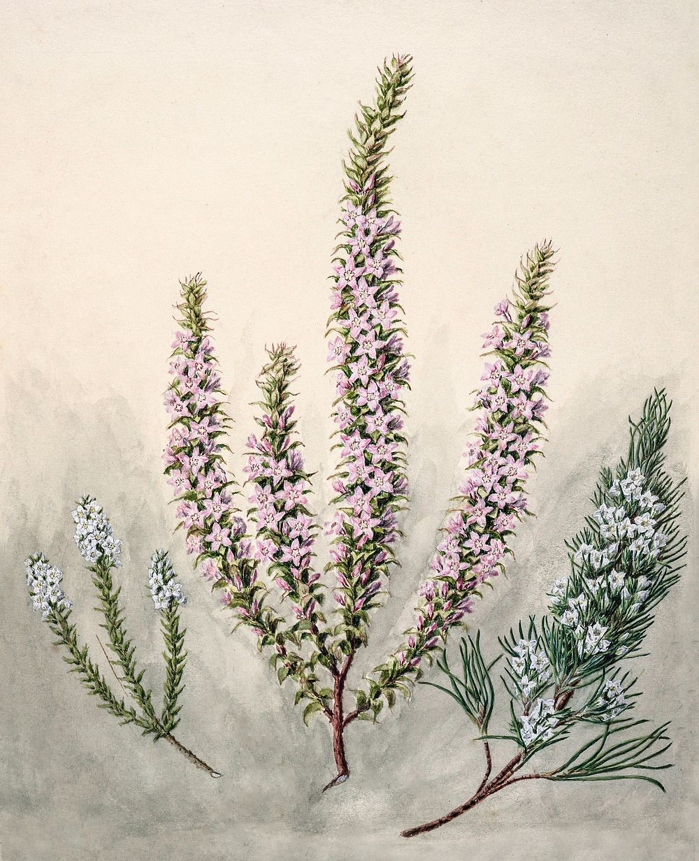 Antique plant Epacris(2species) drawn by Sarah Featon (1848&ndash;1927). Original from Museum of New Zealand. Digitally…