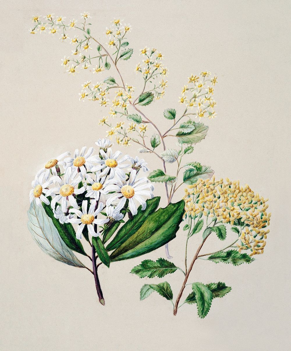 Antique plant Senecio (3 species) drawn by Sarah Featon (1848&ndash;1927). Original from Museum of New Zealand. Digitally…