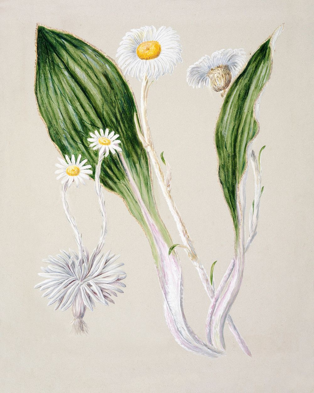 Antique plant Senecio Celmesia (mountain daisy) drawn by Sarah Featon (1848&ndash;1927). Original from Museum of New…