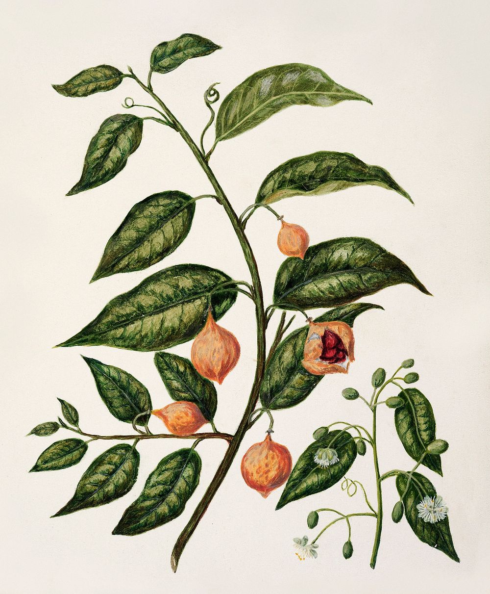 Antique plant N.Z. Passionfruit - Kohia drawn by Sarah Featon (1848&ndash;1927). Original from Museum of New Zealand.…
