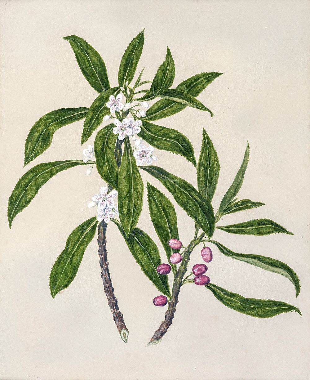 Antique plant Ngaio drawn by Sarah Featon (1848&ndash;1927). Original from Museum of New Zealand. Digitally enhanced by…