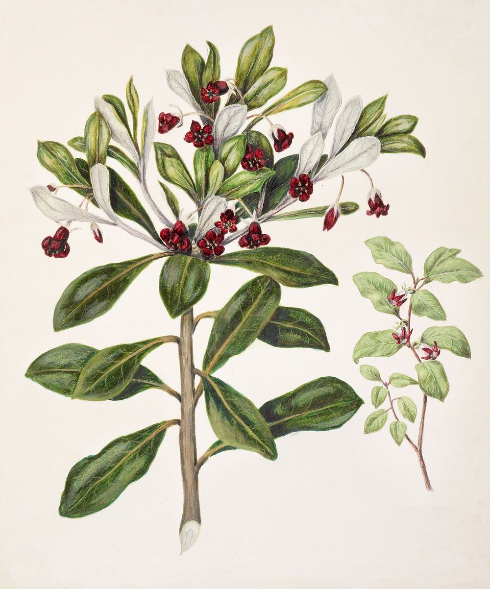 Antique plant Pittosporum tenufolium - Pittosporum crassifolium drawn by Sarah Featon (1848&ndash;1927). Original from…