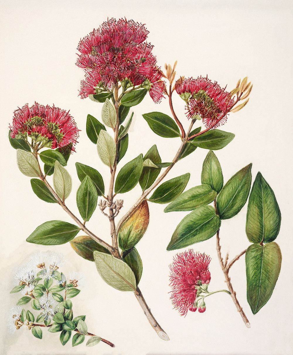 Antique plant Aka. Rata drawn by Sarah Featon (1848&ndash;1927). Original from Museum of New Zealand. Digitally enhanced by…