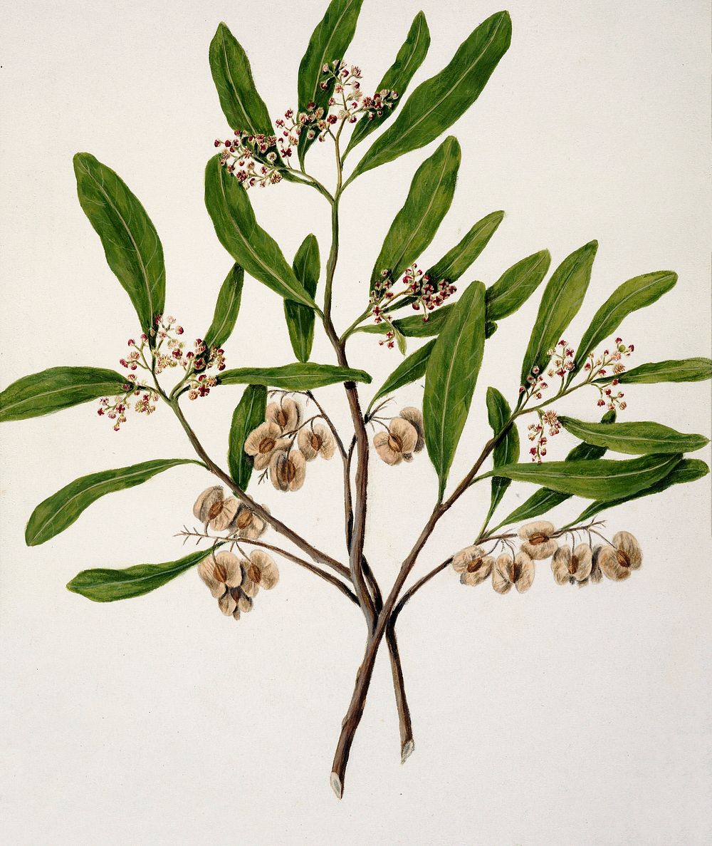 Antique plant Akeake drawn by Sarah Featon (1848&ndash;1927). Original from Museum of New Zealand. Digitally enhanced by…