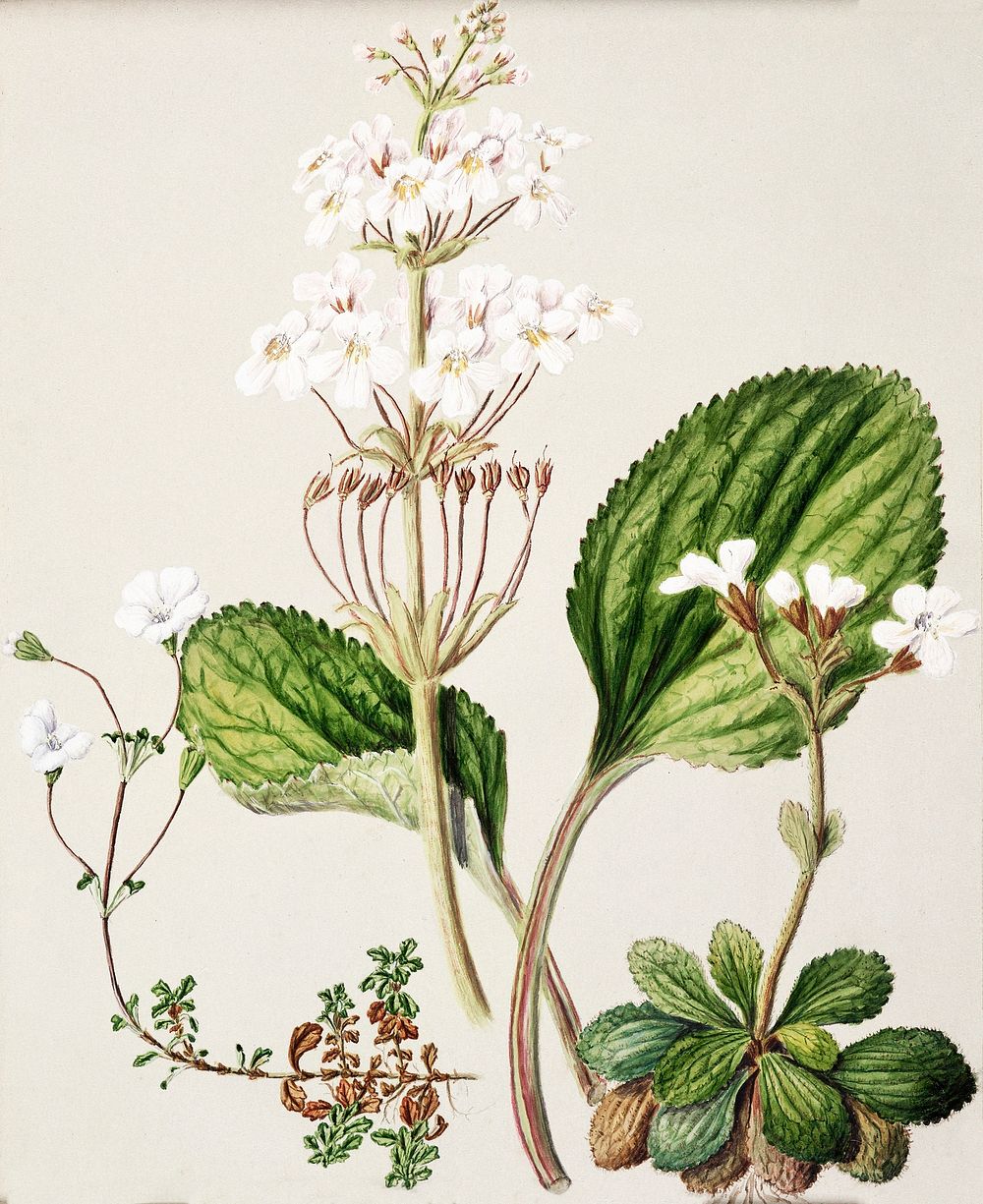 Antique plant Ourisia drawn by Sarah Featon (1848&ndash;1927). Original from Museum of New Zealand. Digitally enhanced by…