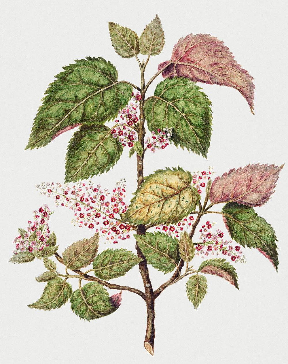 Vintage Illustration of Antique plant Makomako - Aristotelia Racemosa.