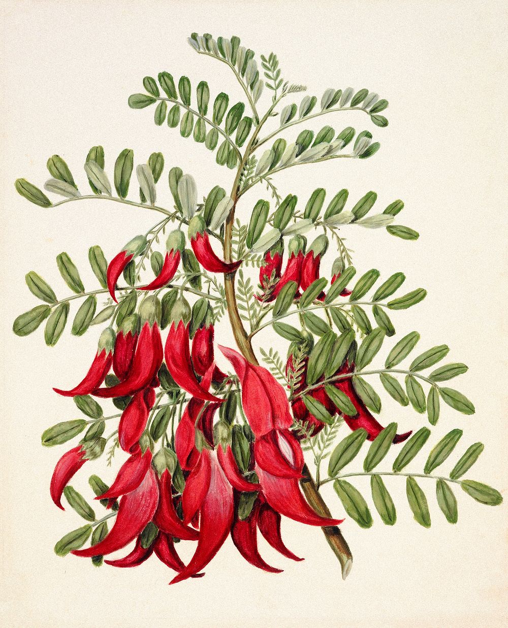 Antique plant Kowhai - Clianthus puniceus drawn by Sarah Featon (1848&ndash;1927). Original from Museum of New Zealand.…