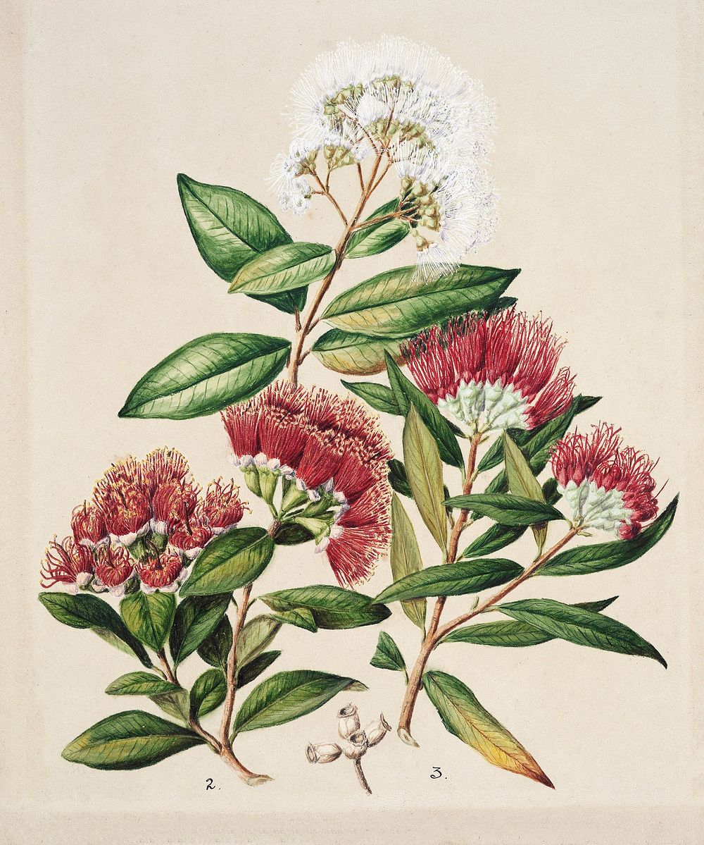 Antique plant White rata Southern rata Climbing rata drawn by Sarah Featon (1848&ndash;1927). Original from Museum of New…