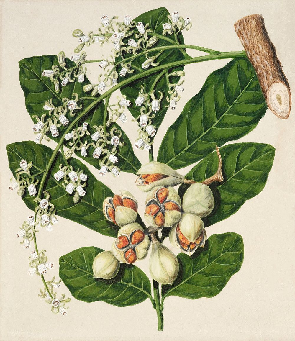 Antique plant Kohekohe drawn by Sarah Featon(1848 - 1927). Original from Museum of New Zealand. Digitally enhanced by…