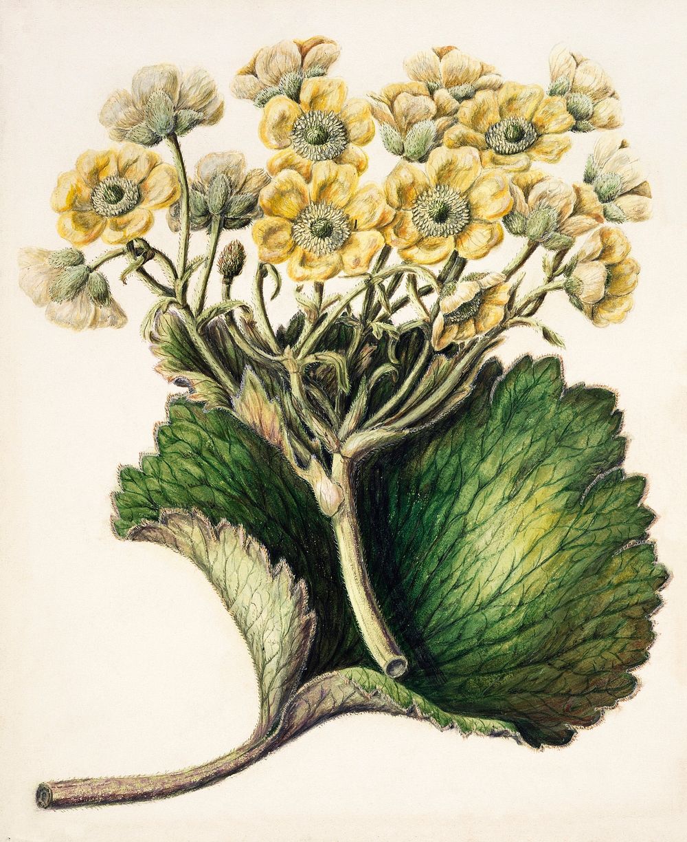 Antique plant Korikor drawn by Sarah Featon (1848&ndash;1927). Original from Museum of New Zealand. Digitally enhanced by…