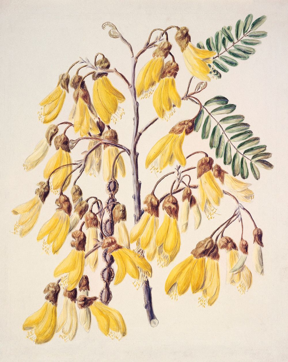 Antique plant Kowhai drawn by Sarah Featon (1848&ndash;1927). Original from Museum of New Zealand. Digitally enhanced by…