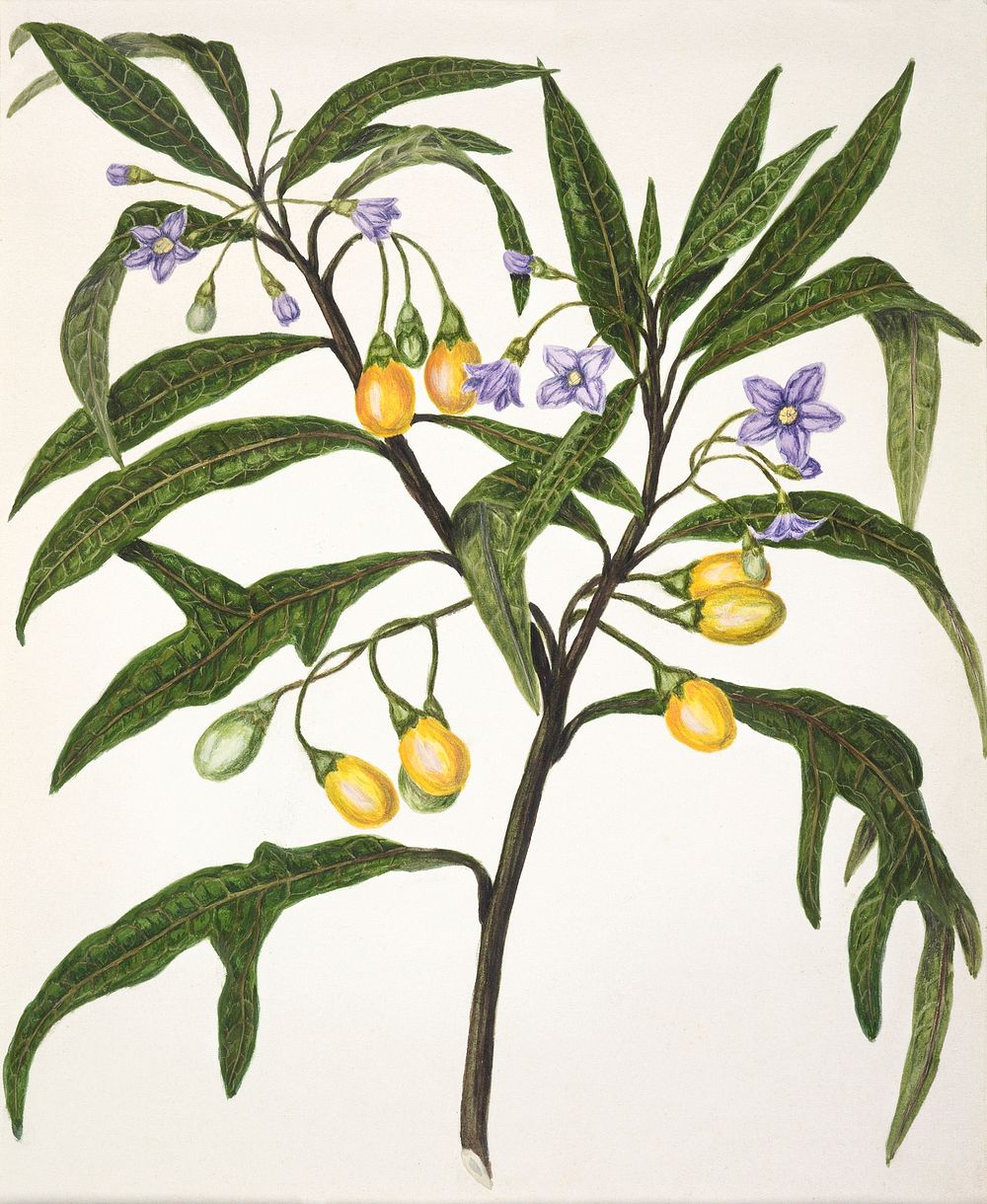 Antique plant Poroporo drawn by Sarah Featon(1848 - 1927). Original from Museum of New Zealand. Digitally enhanced by…