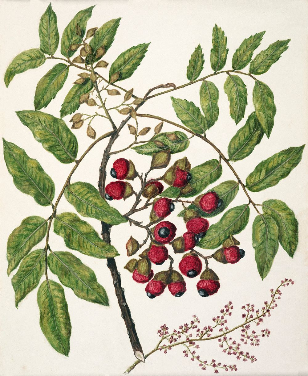 Antique plant Titoki drawn by Sarah Featon (1848&ndash;1927). Original from Museum of New Zealand. Digitally enhanced by…