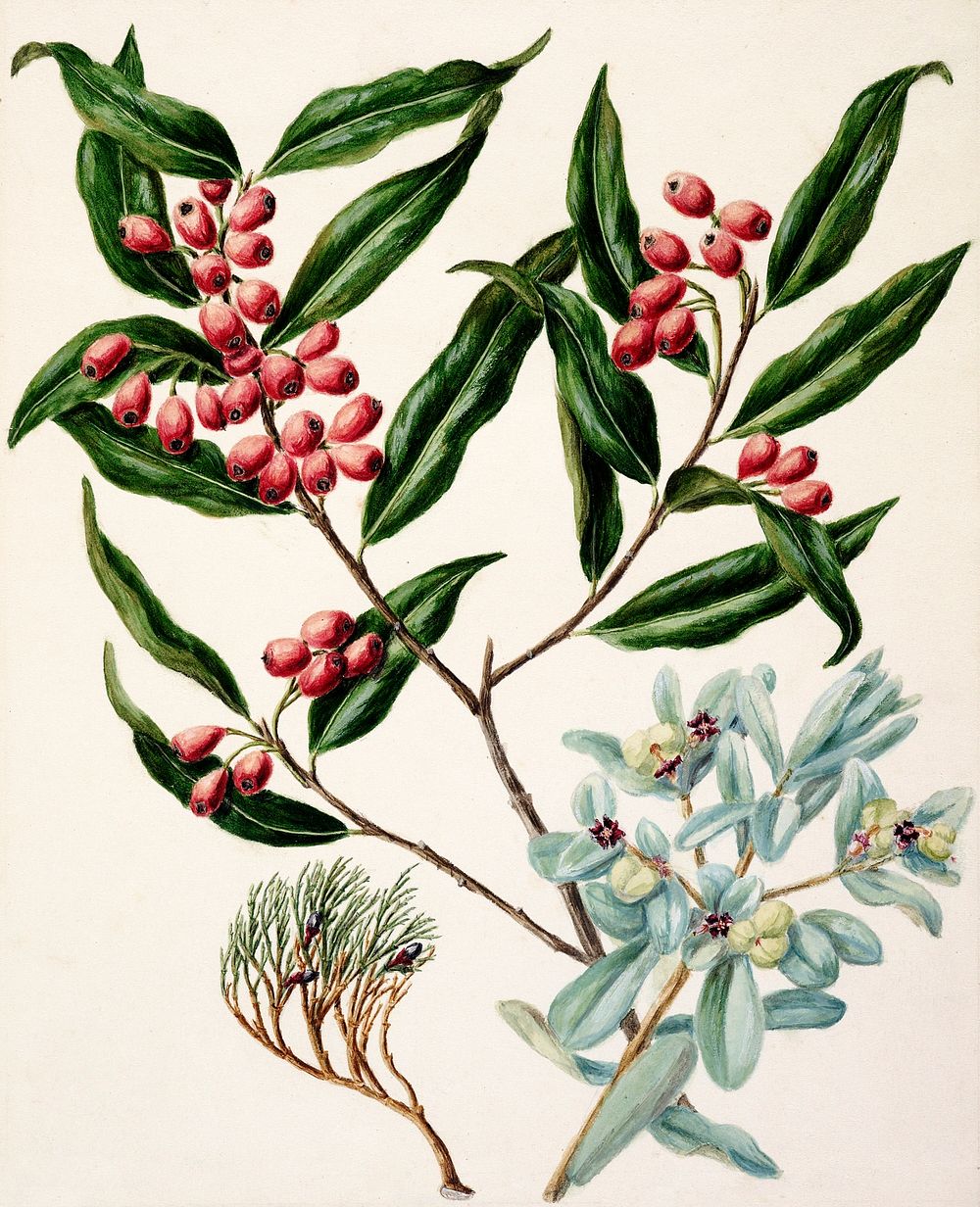 Antique plant Exorcarpus bidwillii Black Maire santalum cunninghamii Euphorbia glauca drawn by Sarah Featon…