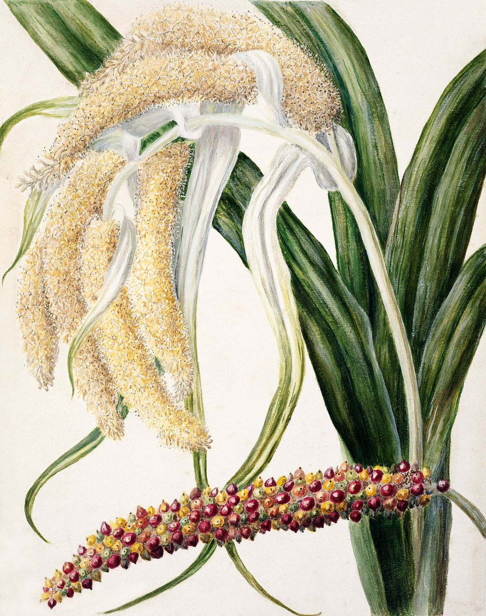 Antique plant Astelia solandri Kowharawhara drawn by Sarah Featon (1848&ndash;1927). Original from Museum of New Zealand.…