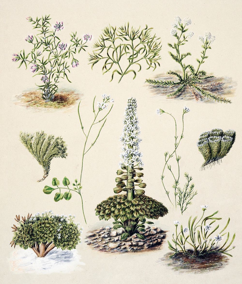 Antique plant Bitter cress Slender chickweed Sand spurrey drawn by Sarah Featon (1848&ndash;1927). Original from Museum of…