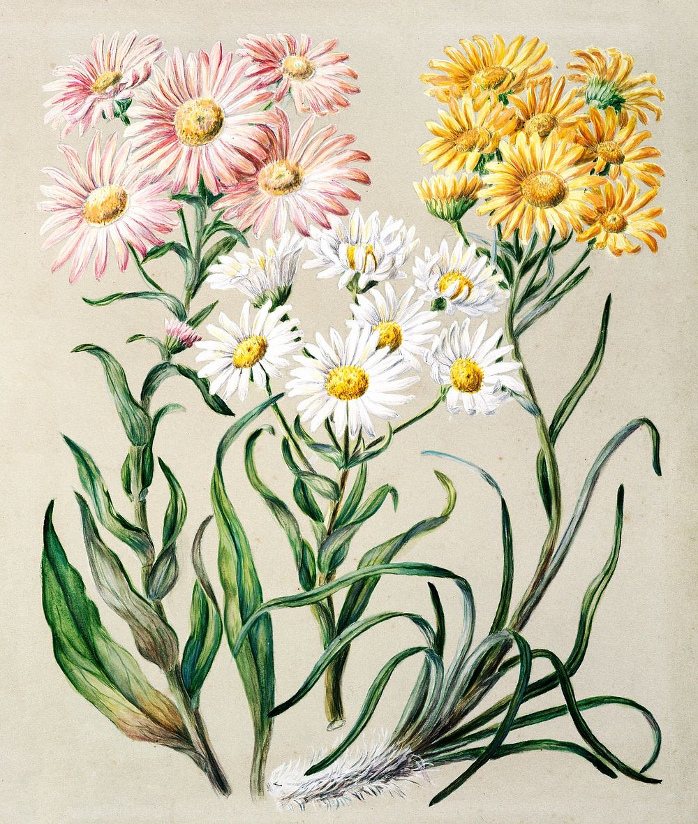 Antique plant New Zealand snow groundsels drawn by Featon (1848&ndash;1927). Original from Museum of New Zealand. Digitally…