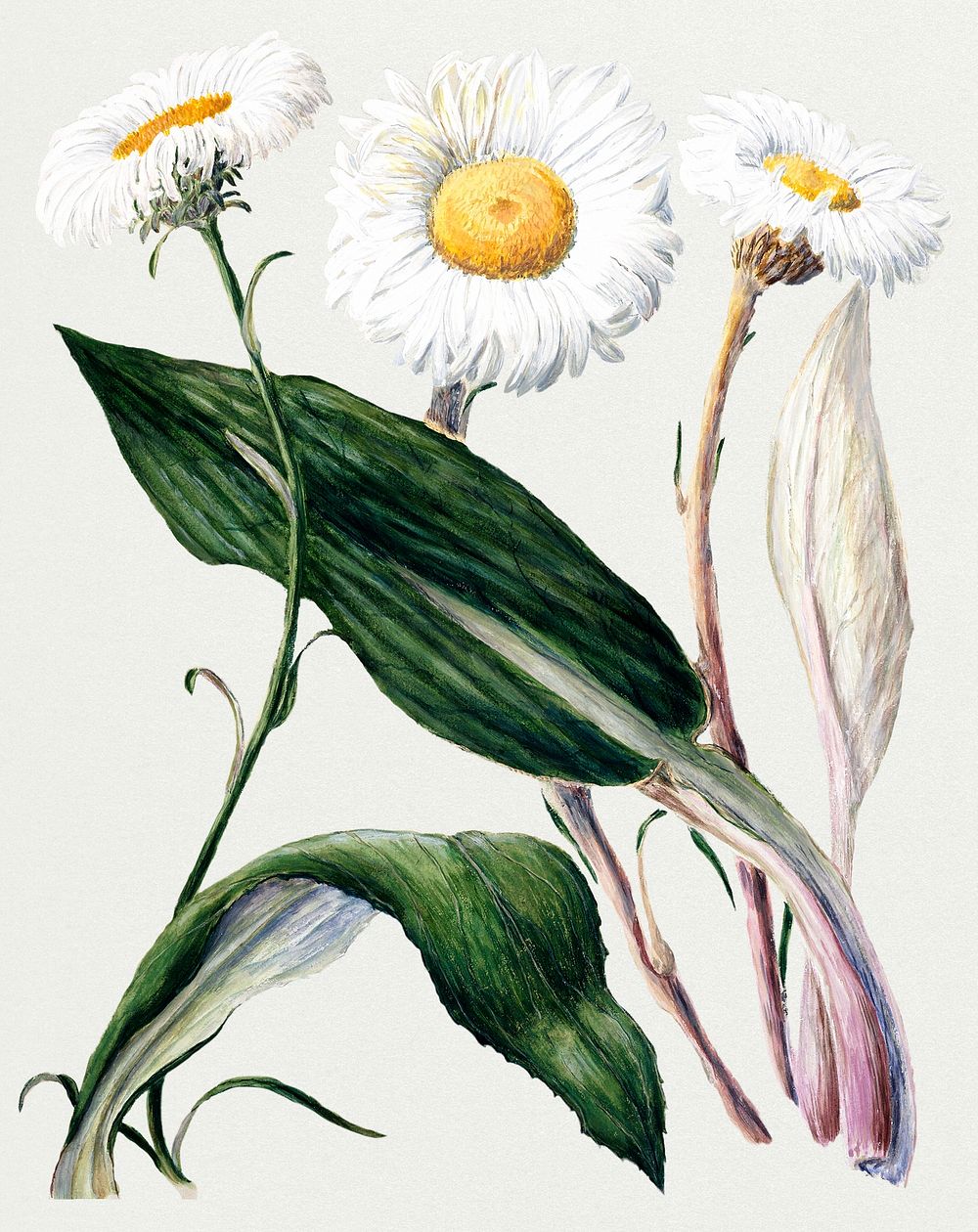Vintage Illustration of Antique plant New Zealand mountain daisies.