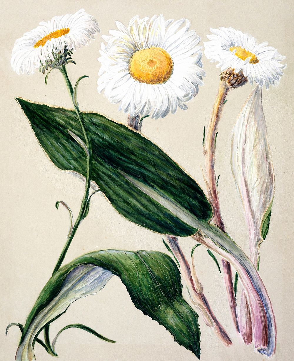 Antique plant New Zealand mountain daisies drawn by Sarah Featon (1848&ndash;1927). Original from Museum of New Zealand.…
