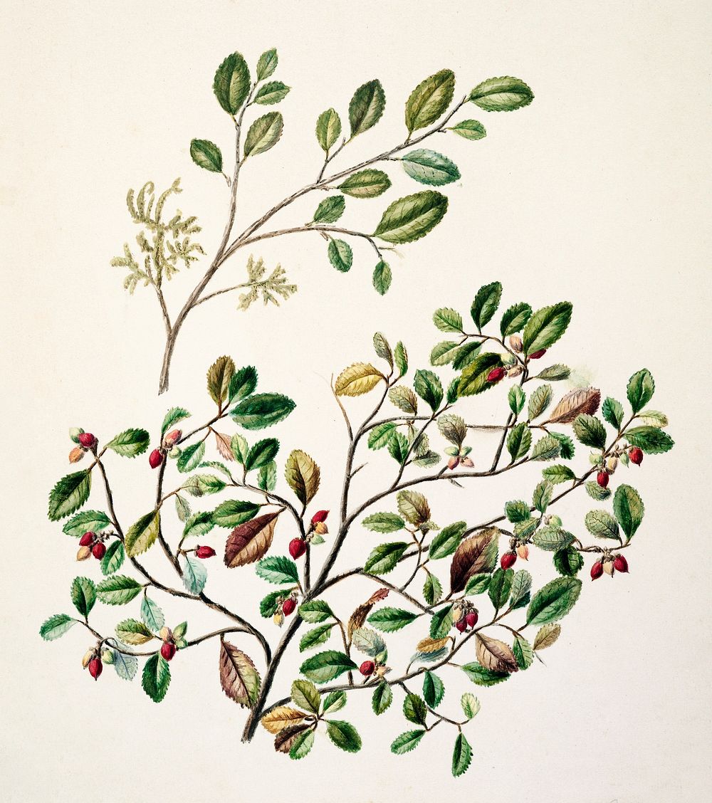 Antique plant Small-leaved milk tree drawn by Sarah Featon (1848&ndash;1927). Original from Museum of New Zealand. Digitally…