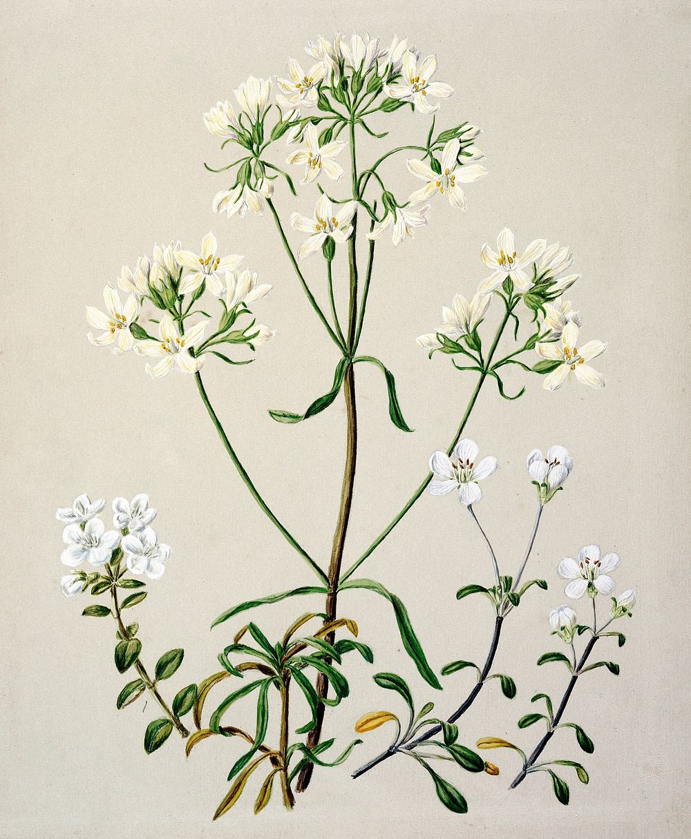 Antique plant New Zealand Gentiana spp drawn by Sarah Featon (1848&ndash;1927). Original from Museum of New Zealand.…