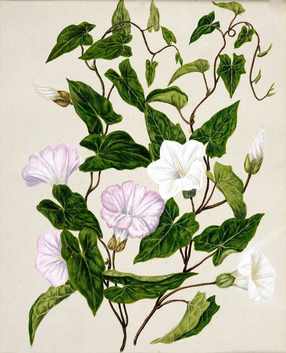 Antique plant Bindweed Pohu drawn by Sarah Featon (1848&ndash;1927). Original from Museum of New Zealand. Digitally enhanced…