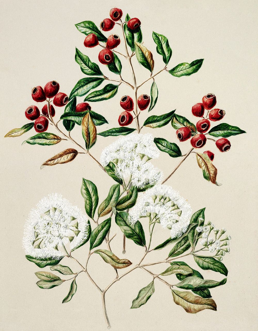 Antique plant Maire-Tawake drawn by Sarah Featon(1848 - 1927). Original from Museum of New Zealand. Digitally enhanced by…