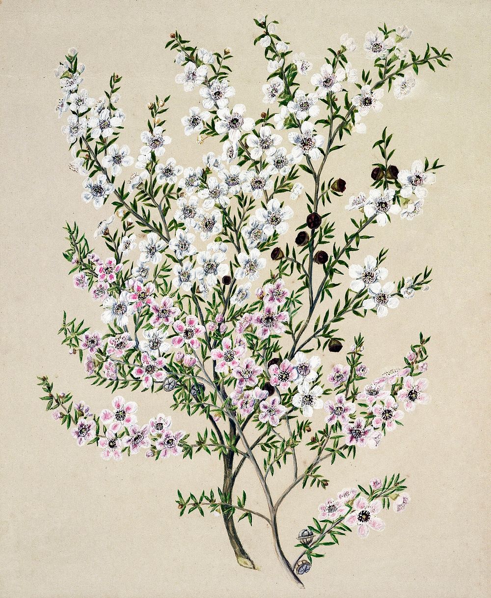 Antique plant Manuk drawn by Sarah Featon(1848 - 1927). Original from Museum of New Zealand. Digitally enhanced by rawpixel.