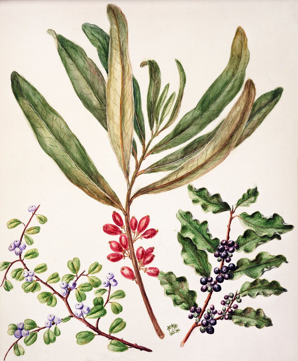 Antique plant Divaricate Suttonia drawn by Sarah Featon (1848&ndash;1927). Original from Museum of New Zealand. Digitally…
