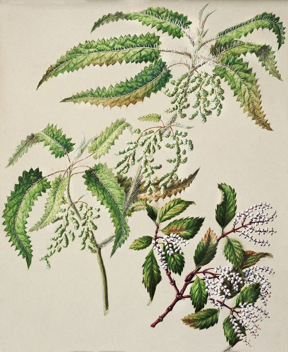 Antique plant Ongaonga drawn by Sarah Featon (1848&ndash;1927). Original from Museum of New Zealand. Digitally enhanced by…