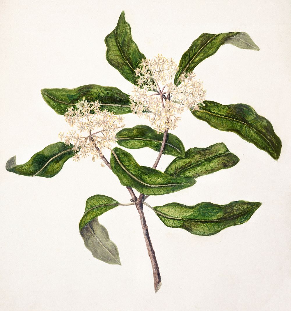 Antique plant Tarata drawn by Sarah Featon (1848&ndash;1927). Original from Museum of New Zealand. Digitally enhanced by…