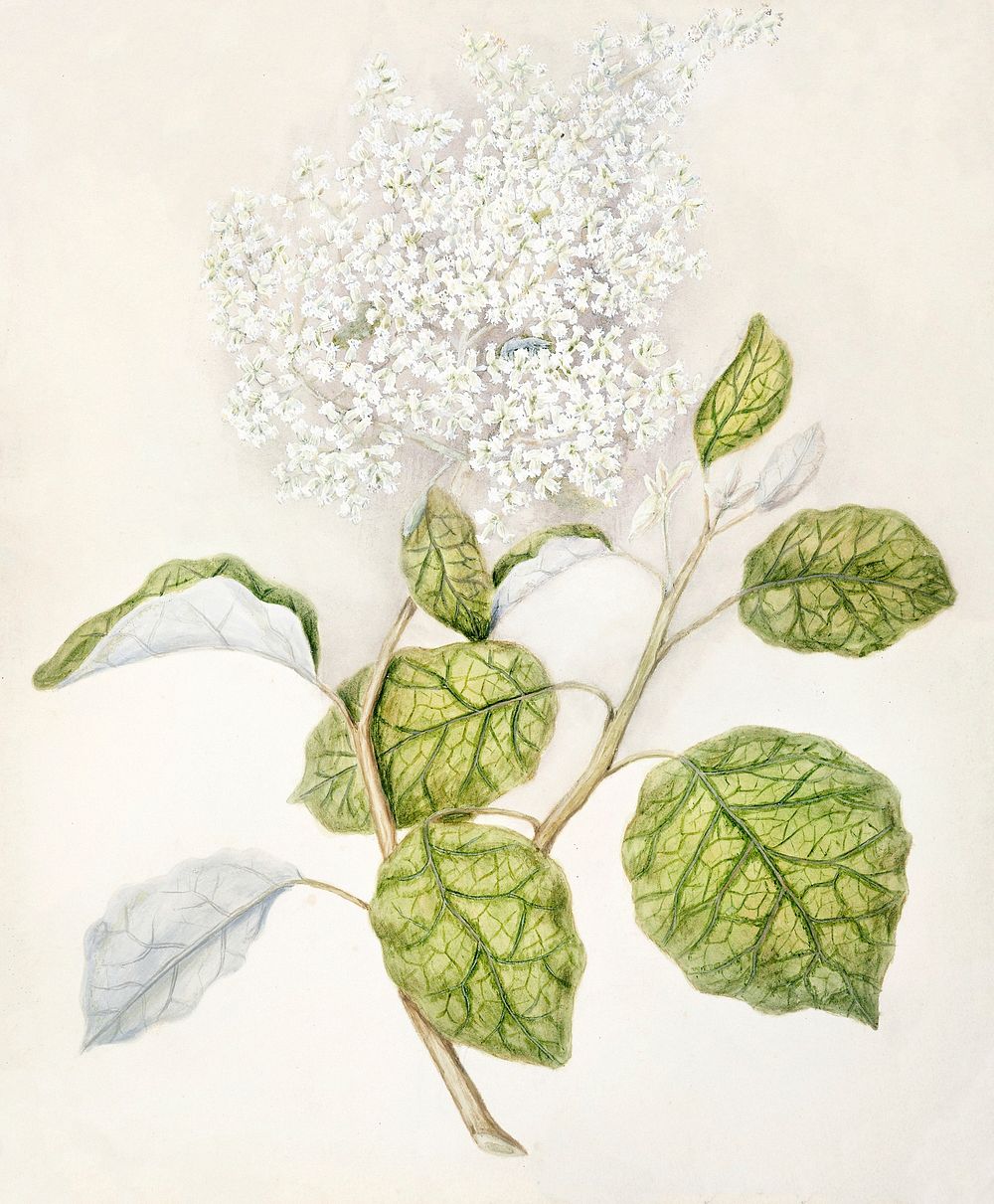 Antique plant Rangiora drawn by Sarah Featon (1848&ndash;1927). Original from Museum of New Zealand. Digitally enhanced by…