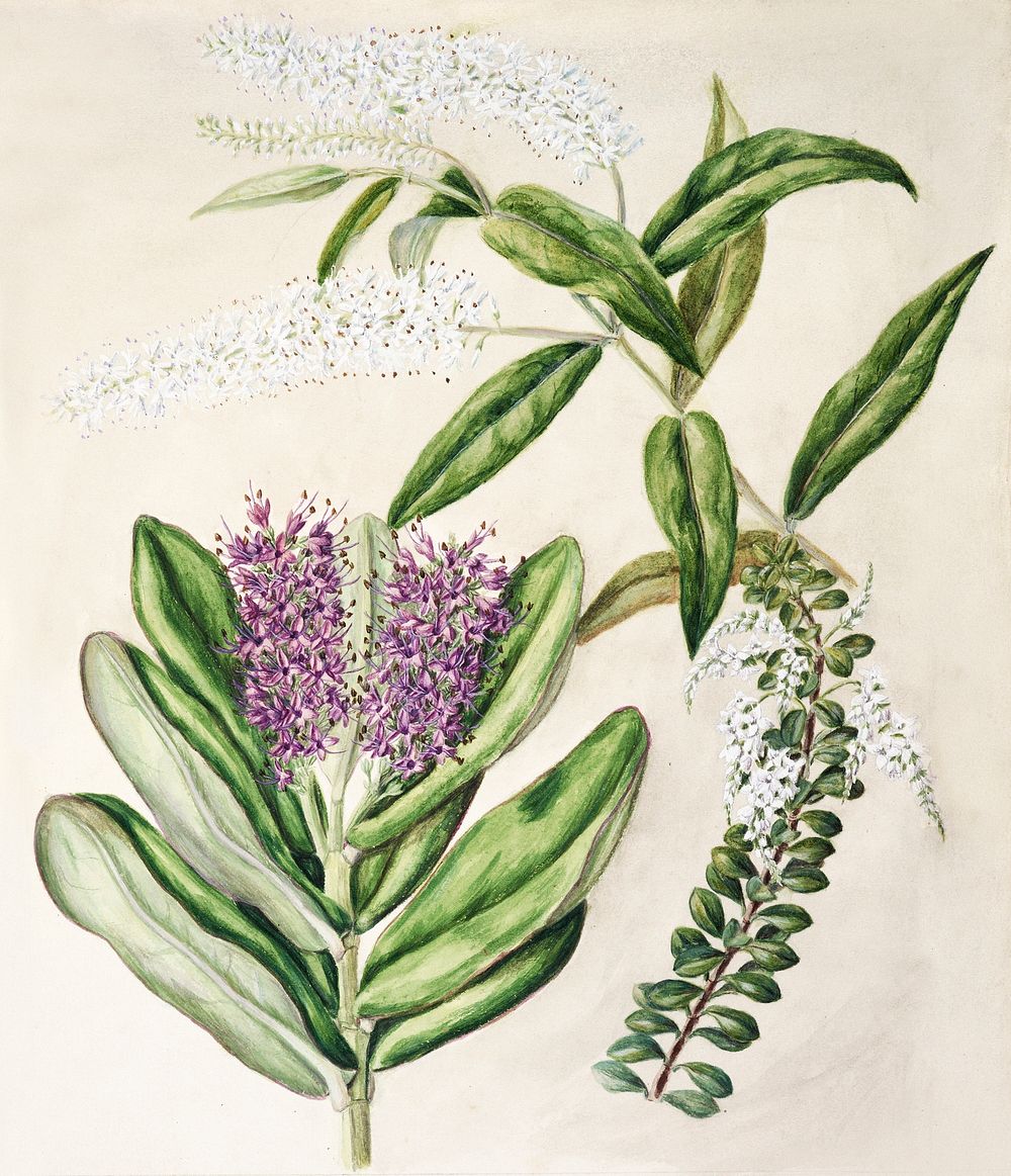 Antique plant Veronica drawn by Sarah Featon (1848&ndash;1927). Original from Museum of New Zealand. Digitally enhanced by…