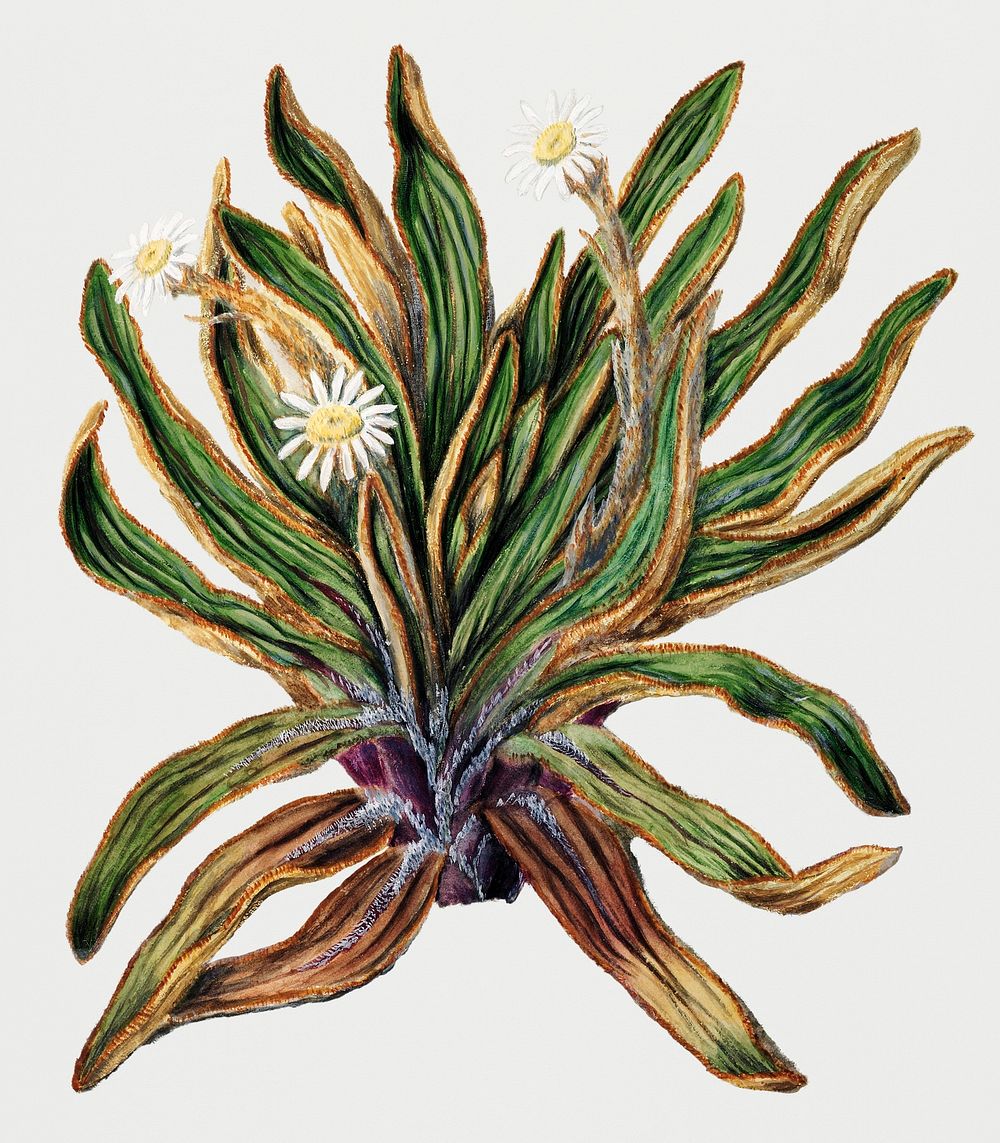 Vintage Illustration of Antique plant Mountain daisy.