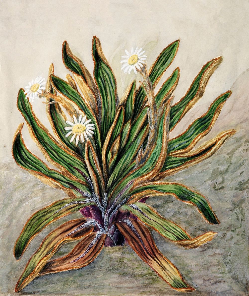 Antique plant Mountain daisy drawn by Sarah Featon (1848&ndash;1927). Original from Museum of New Zealand. Digitally…