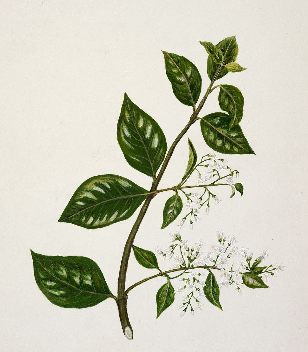 Antique plant Kaiku drawn by Sarah Featon (1848&ndash;1927). Original from Museum of New Zealand. Digitally enhanced by…