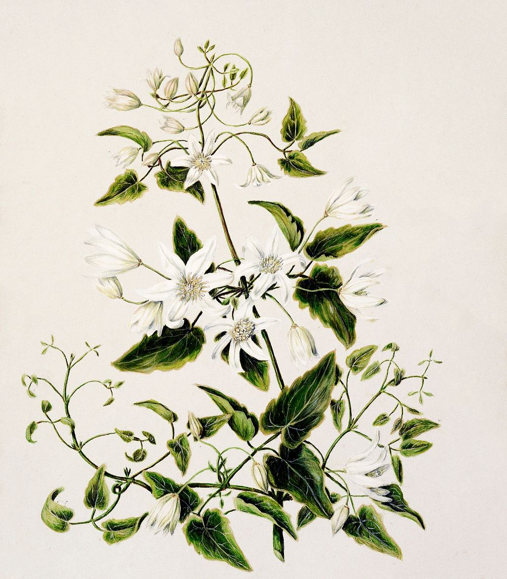 Antique plant Pikiarero - Clematis hexasepala drawn by Sarah Featon (1848&ndash;1927). Original from Museum of New Zealand.…