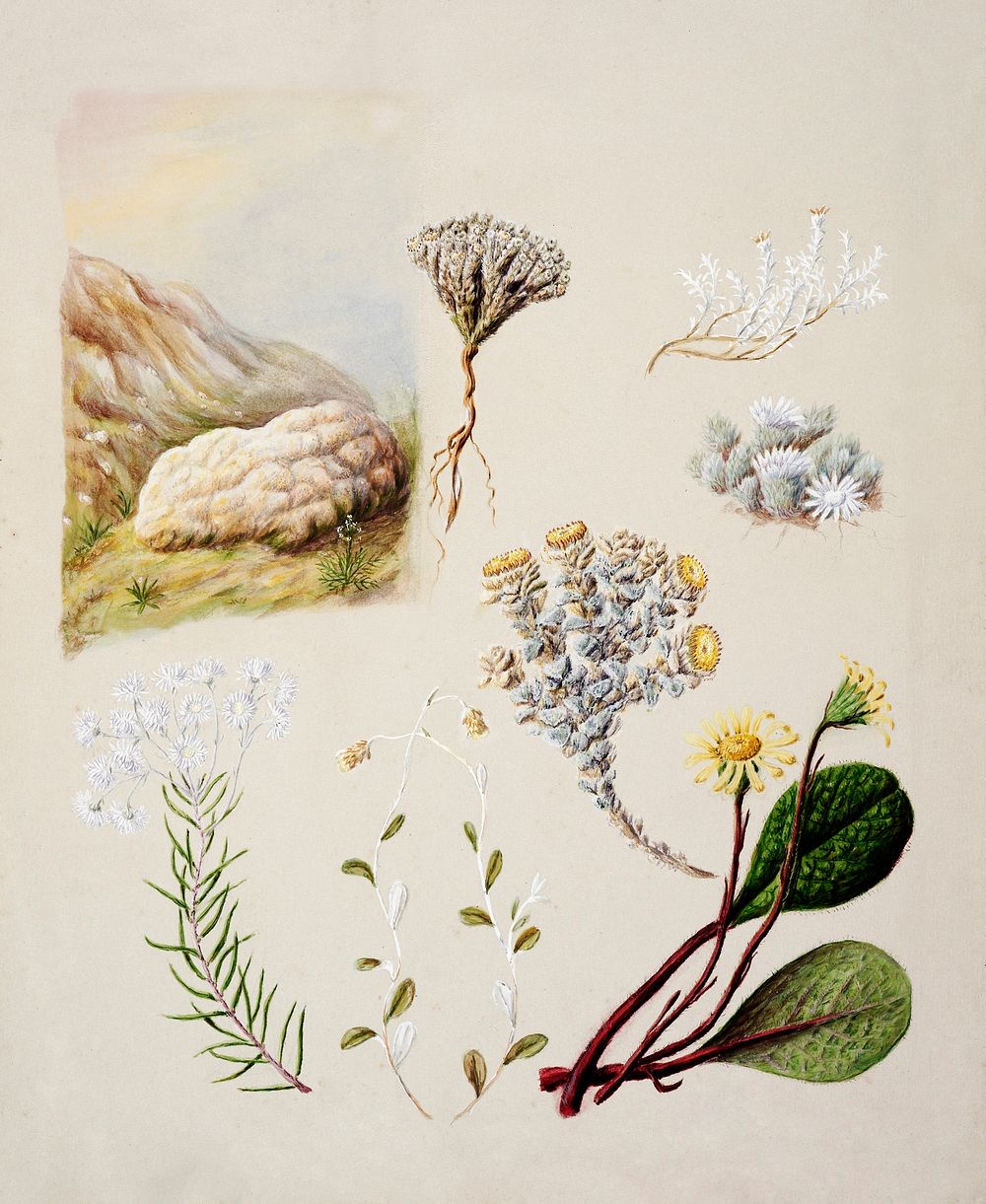 Antique plant Raoulia eximia Raoulia monroi Raoulia grandiflora Anaphoalioides trinervis Helichrysum filicaute Haastia…