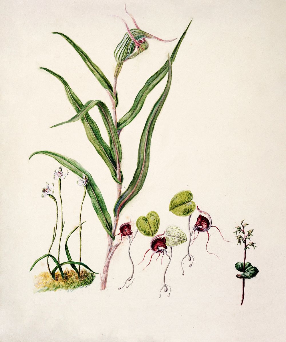 Antique plant Acianthus Sinclari Corysanthes macarantha Caladenia minor Pterostyles Banksii drawn by Sarah Featon…
