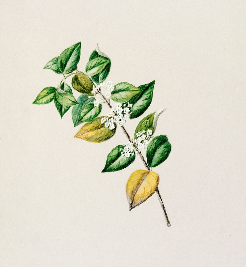 Antique plant Geniostima lingustrifolia drawn by Sarah Featon (1848&ndash;1927). Original from Museum of New Zealand.…