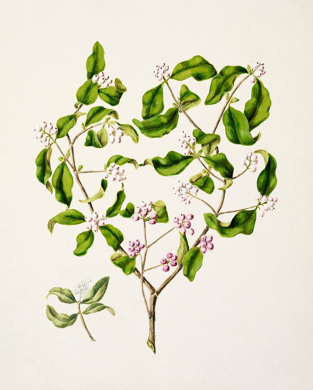 Antique plant Piri-ta Tupeia antarctica drawn by Sarah Featon (1848&ndash;1927). Original from Museum of New Zealand.…