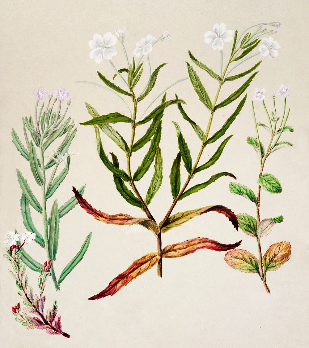 Antique plant Epilobium pallilifolium drawn by Sarah Featon (1848&ndash;1927). Original from Museum of New Zealand.…