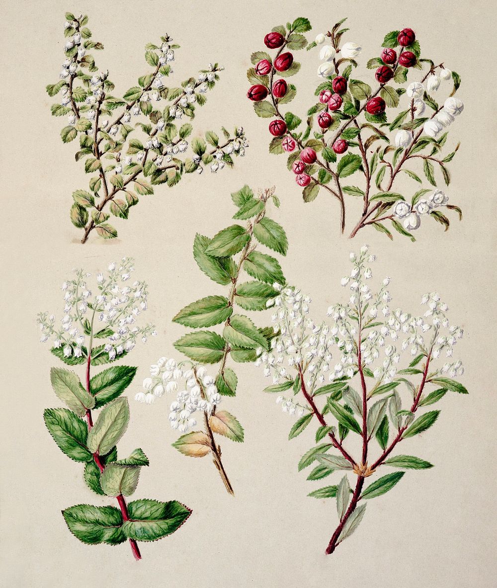 Antique plant Gaultheria - various drawn by Sarah Featon (1848&ndash;1927). Original from Museum of New Zealand. Digitally…