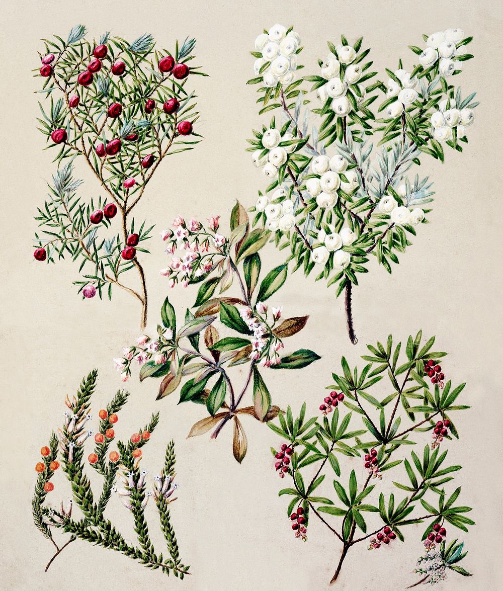 Antique plant Cythodes acerisa Cyathodes robusta Leucopogan fasculatum Leucopogan Frazeri Archeria racemosa drawn by Sarah…