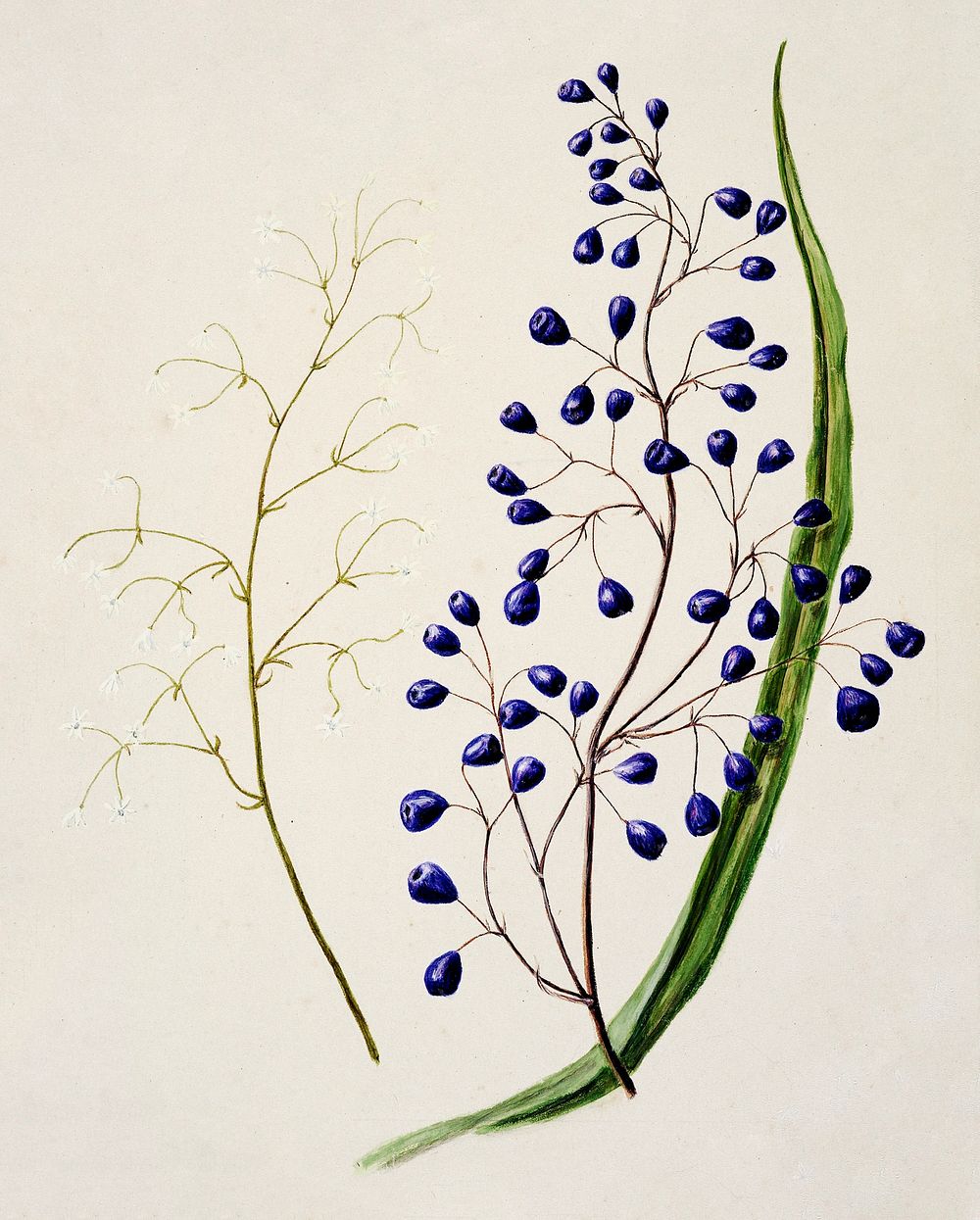 Antique plant Dianella intermedia Ink plant drawn by Sarah Featon (1848&ndash;1927). Original from Museum of New Zealand.…